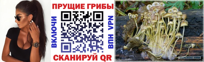 Псилоцибиновые грибы мицелий  Абинск 